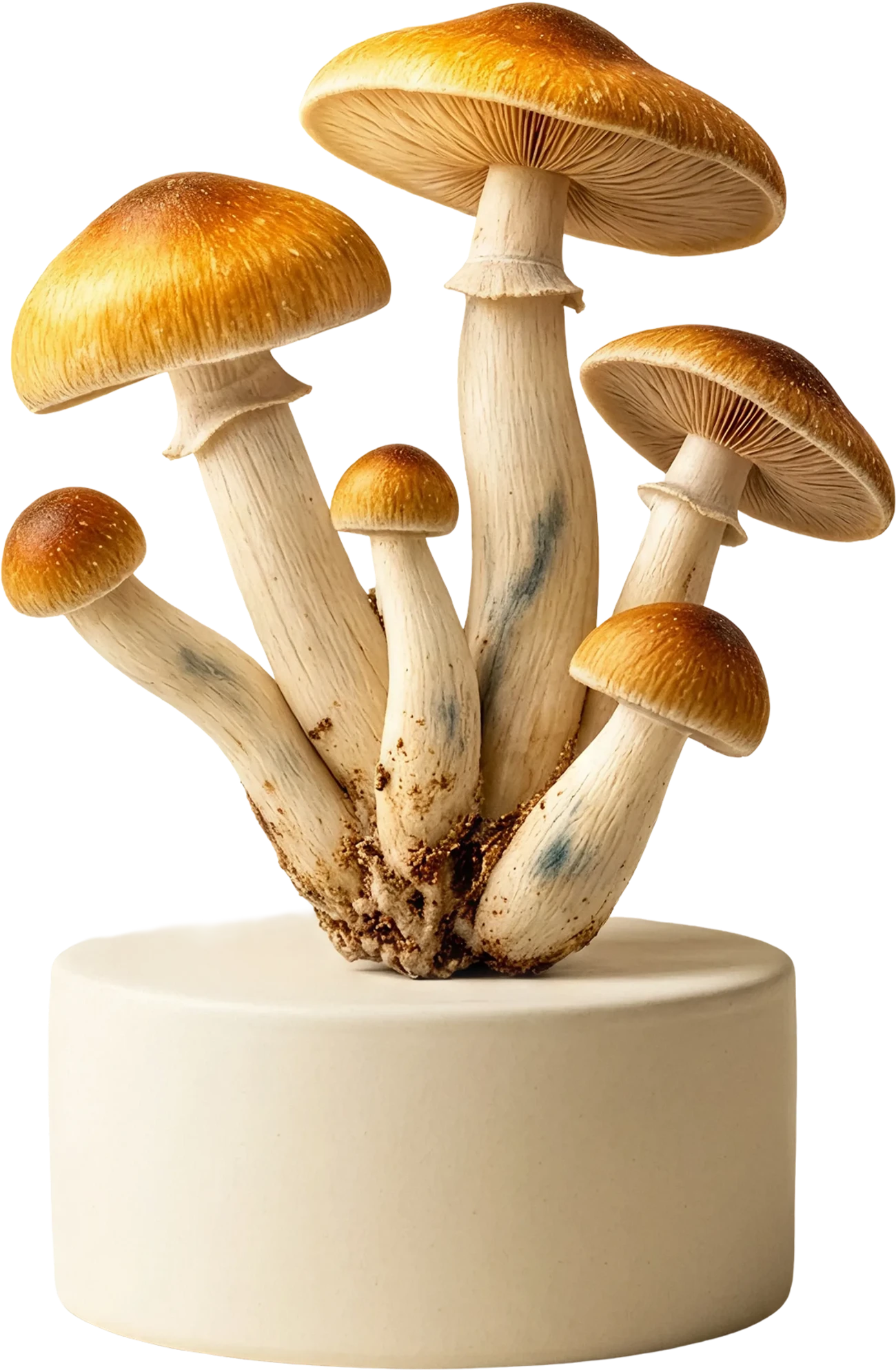 A cluster of Golden Teacher mushrooms on a ceramic pedestal